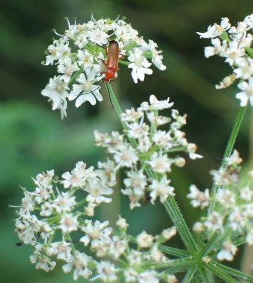 soldier beetle